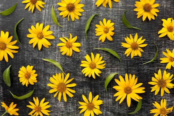 arnica